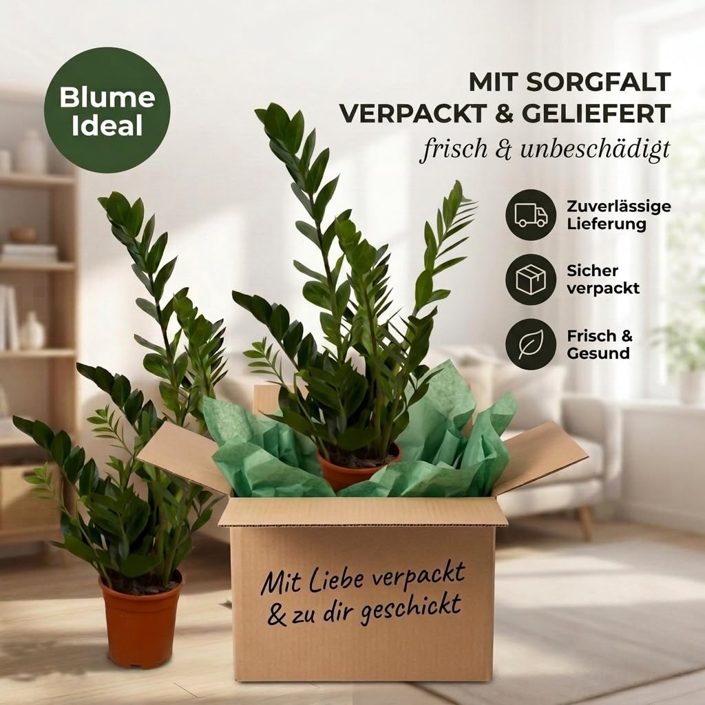 Glücksfeder + 3x Zinktopf | 3er-Set | Zamioculcas zamiifolia | ca. 40-50 cm | ø 12-15 cm Topf | Pflegeleichte Zimmerpflanzen für Wohnung und Büro | Qualität vom Pflanzen Profi