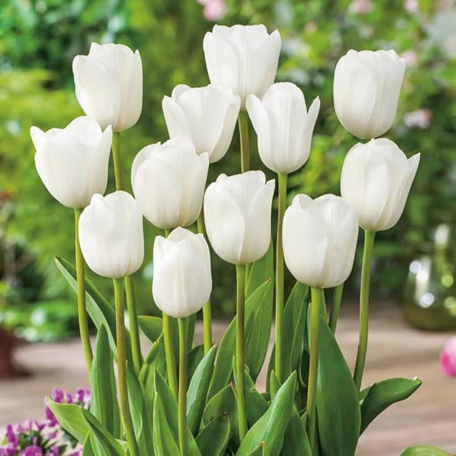 Plantogallery Tulip Flower Bulbs For Garden (White Marvel 1pc) (B0CLF321DH) Amazon Price History, Amazon Price Tracker