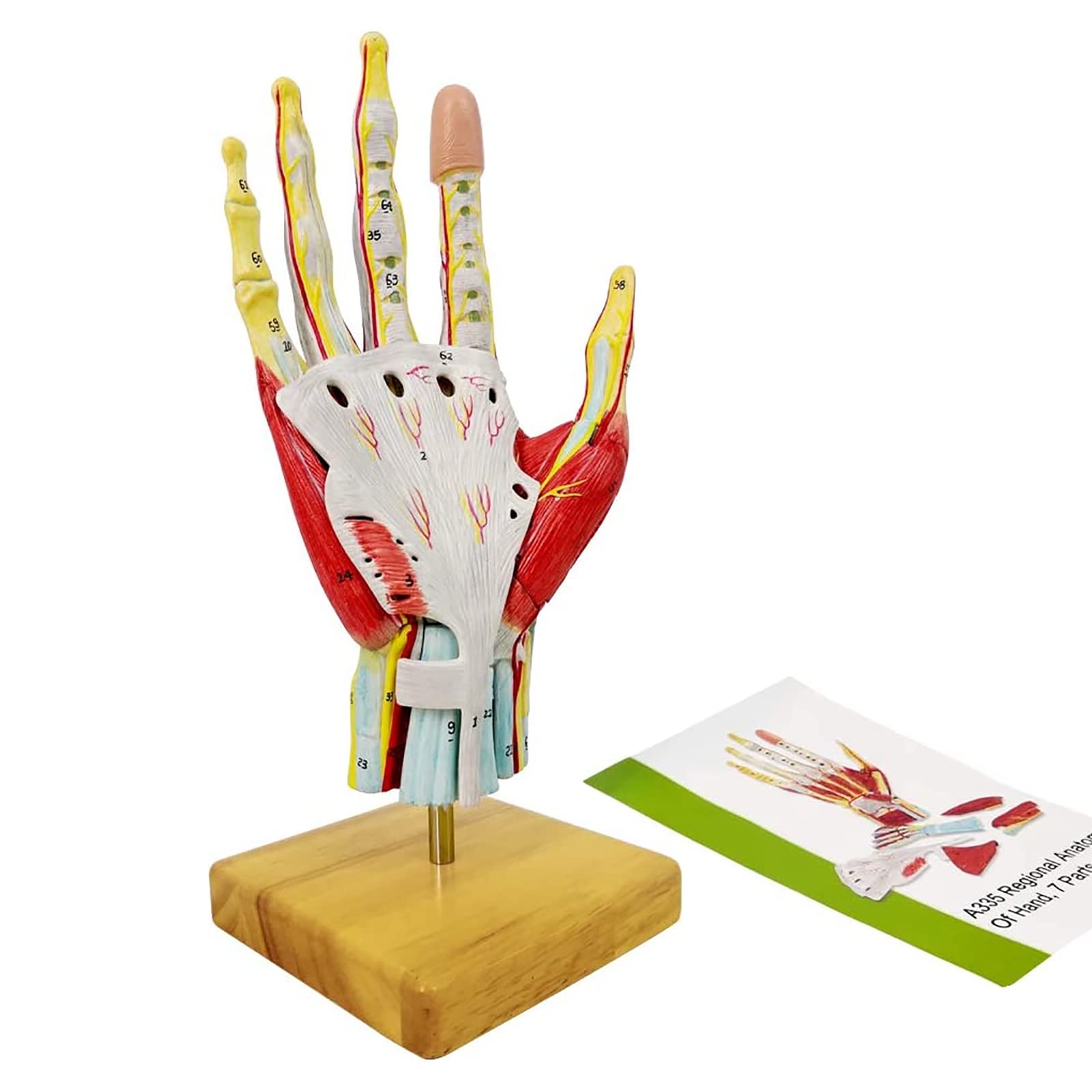 Modelo de esqueleto de mano con 7 piezas desmontables para estudio médico realista