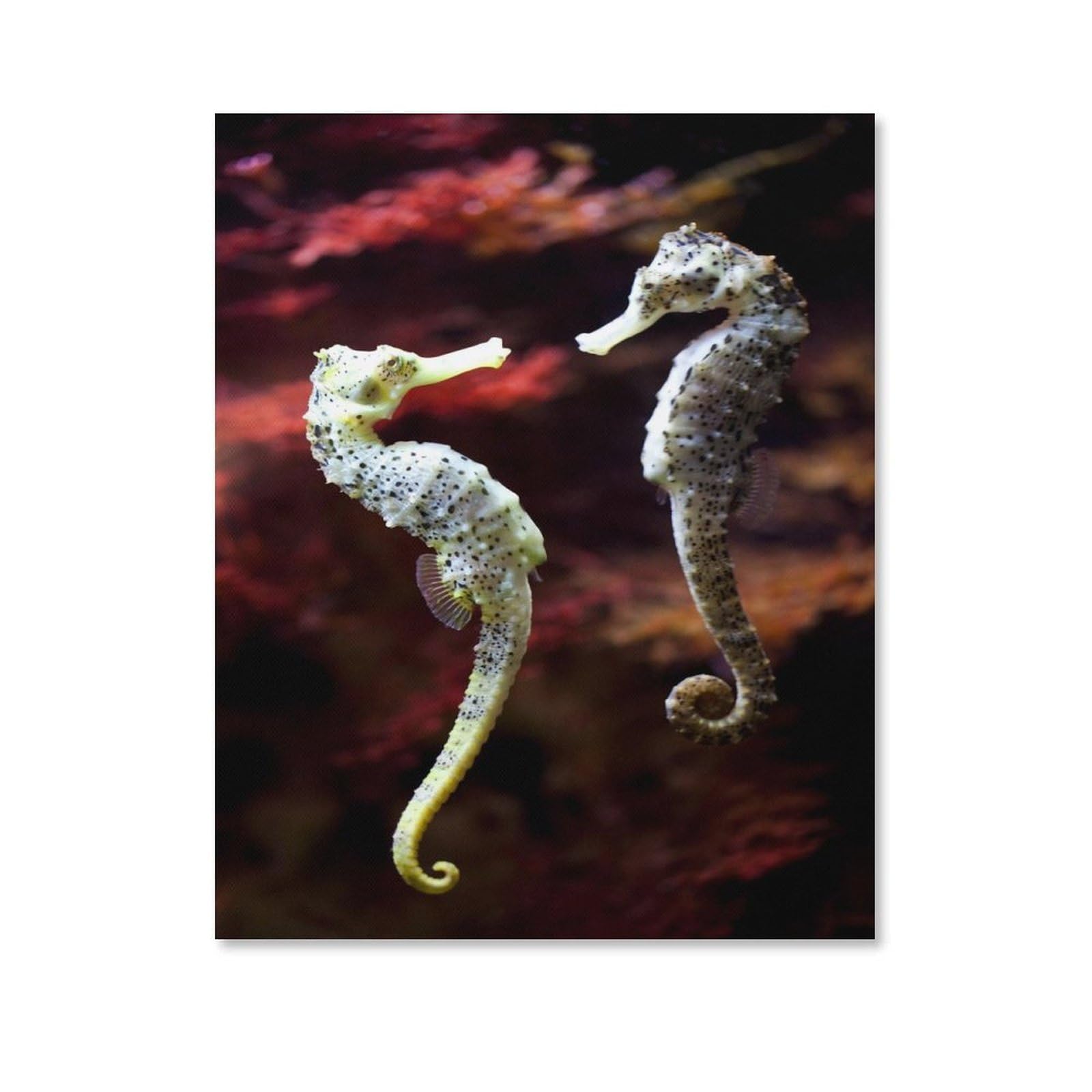 Tin Sign，Loving pair of long-snouted seahorses，Father's Day Gift Home Pub Outdoor Funny Retro Vintage Garden Bar Wall Plaque Man Cave Memorabilia(20x30cm）8x12 inch-T10