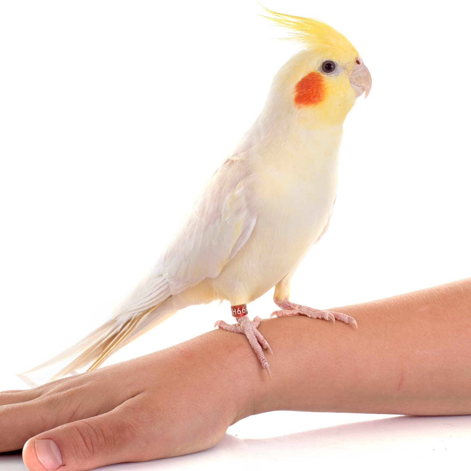 Anelli Per Piede Per Pappagallo YMLOVE - Set Di 2 In Lega, Aperti - Foto 9