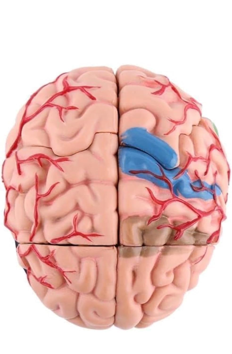 Human Brain Anatomy Model | 3D Life Size Brain Model with 4 Magnetic Detachable Parts | Medical Teaching Aid for MBBS, Nursing, Biology, NEET, Medical College & Anatomy Education-image-40