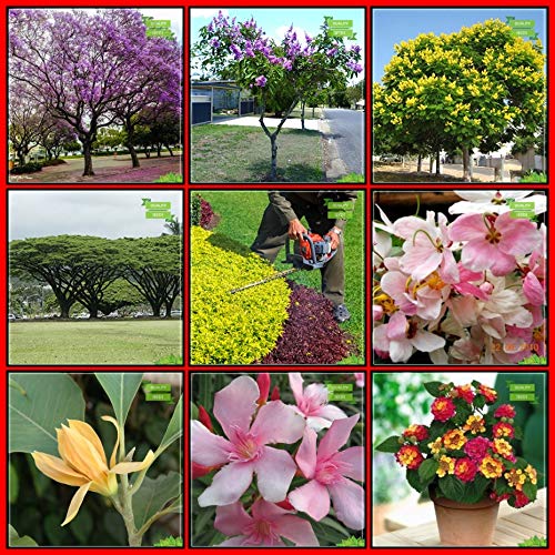 Air Purifying Combo Tree Seeds : Blue Jacaranda, Lagerstroemia Speciosa, Copperpod, French Tamarind, Michelia Champaca, Duranta Varigata, Pink Shower, Nerium Indicum, Lantana for Gardening
