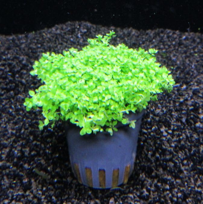 florari Micranthemum callitrichoides Cuba/Kuba Zwerg-Perlenkraut im Topf