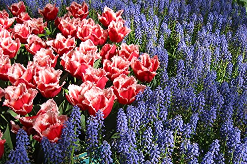 Amazon.co.jp: ムスカリ 球根 お任せ品種 秋,冬植え 春咲き 青,紫系