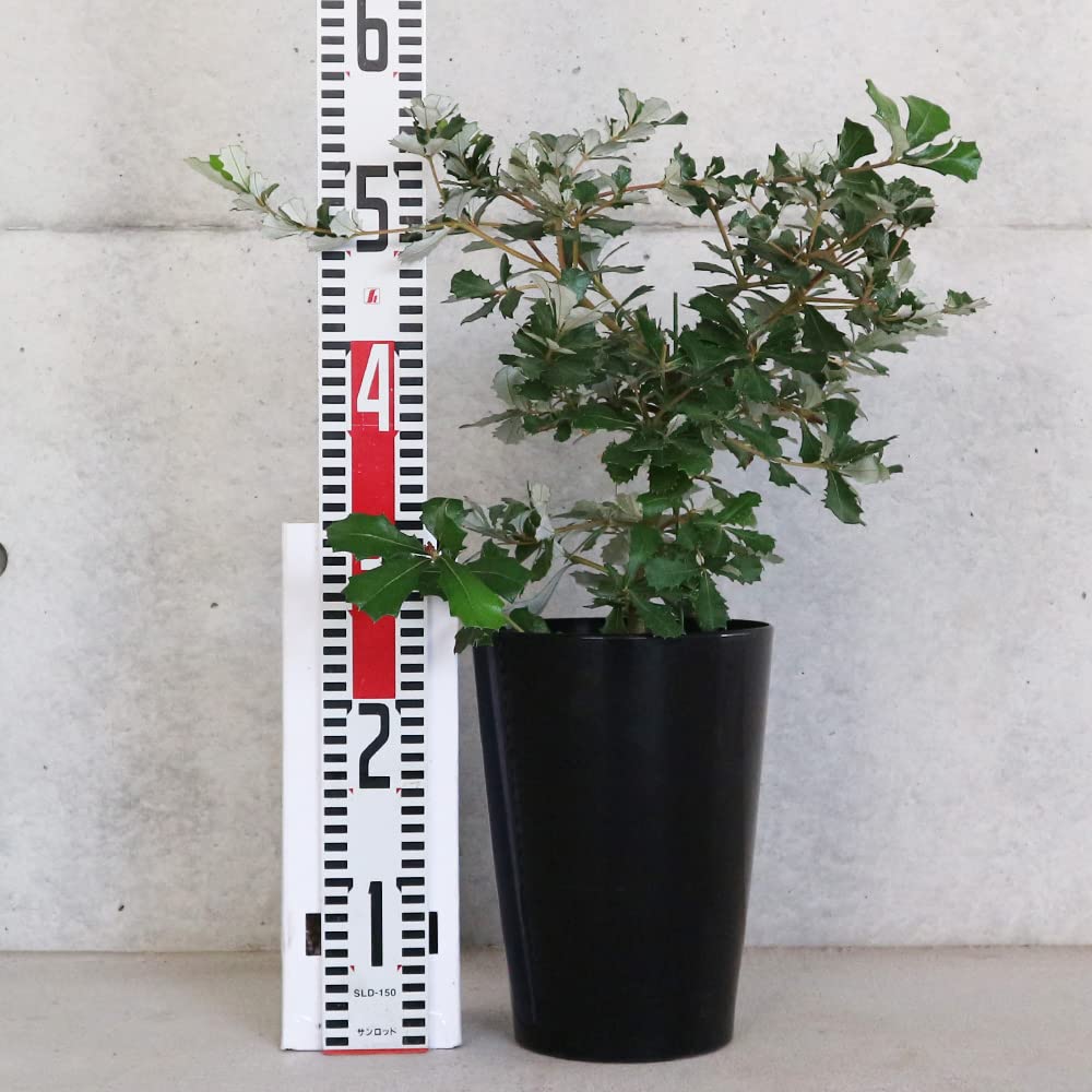 コーストバンクシア イングテリフォリア7号鉢大株 高さ160cm 園芸