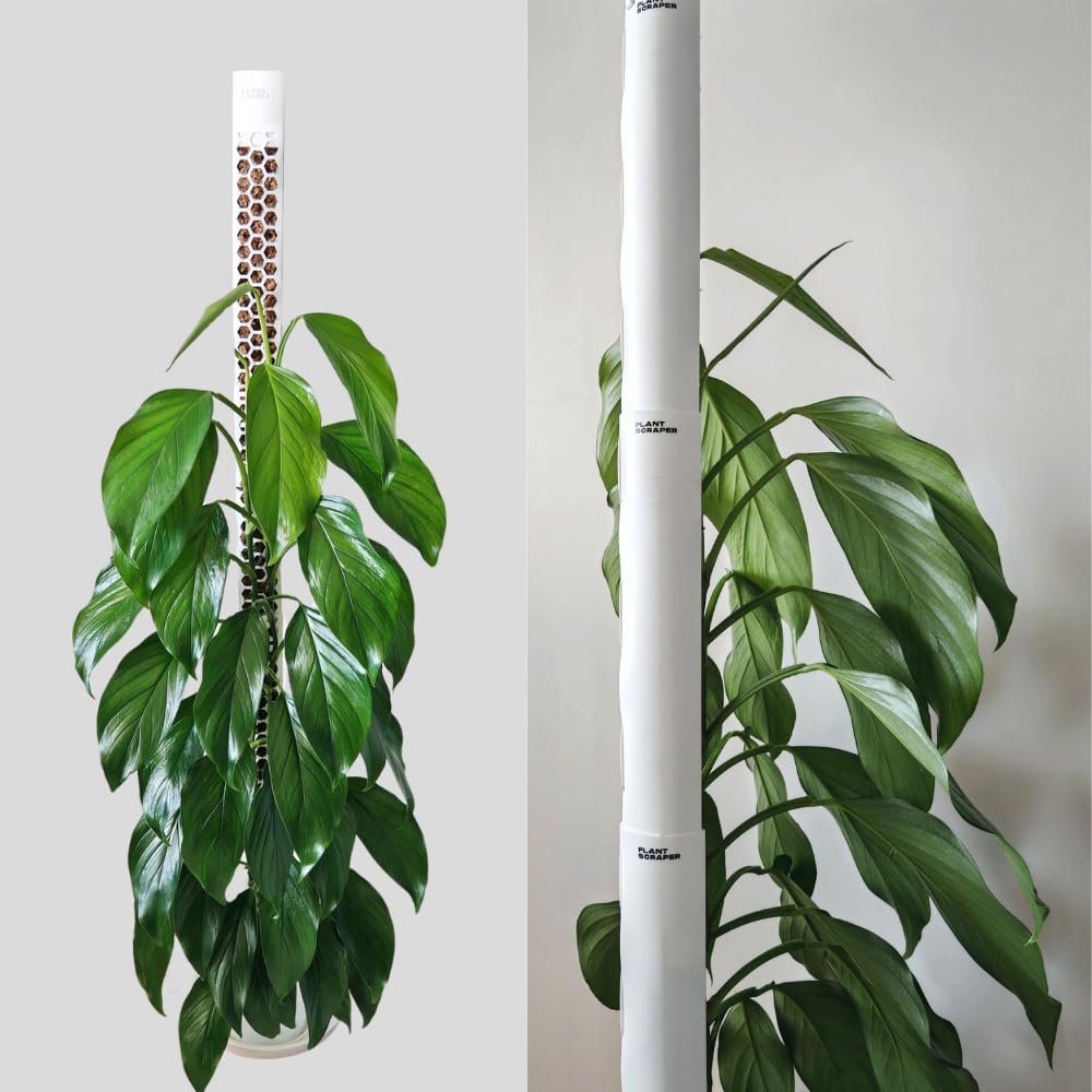 Tutore in Muschio XL per Monstera 4 Pezzi 63 x 9,5 cm - Supporto Estensibile e Set Accessori - Pali per Piante con Velcro e Substrato Speciale di Muschio - Ottimizzato per Aroidi