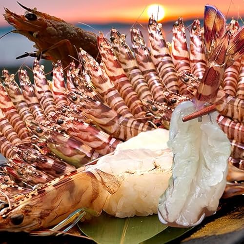 車海老【活〆冷凍】生 車えび 1kg(SS 50〜60尾)熊本県天草産 維和島 車エビ 急速冷凍 養殖場直送 刺身 新鮮 クルマエビ