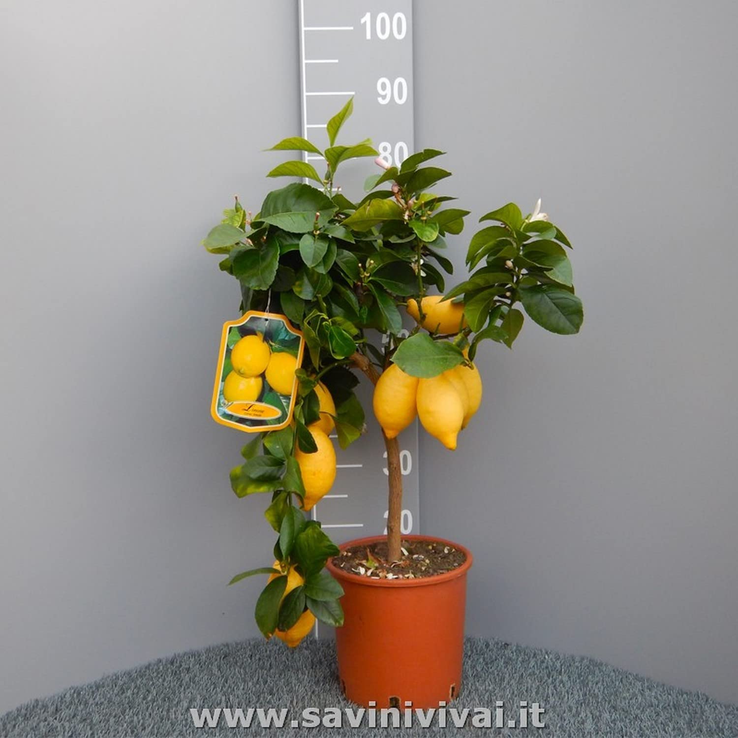 SAVINI VIVAI Pianta di Limone Albero Agrumi Lunario Limone ad Alberello in Vaso da 20 cm altezza 70 cm 2-3 Anni di innesto Made Italy