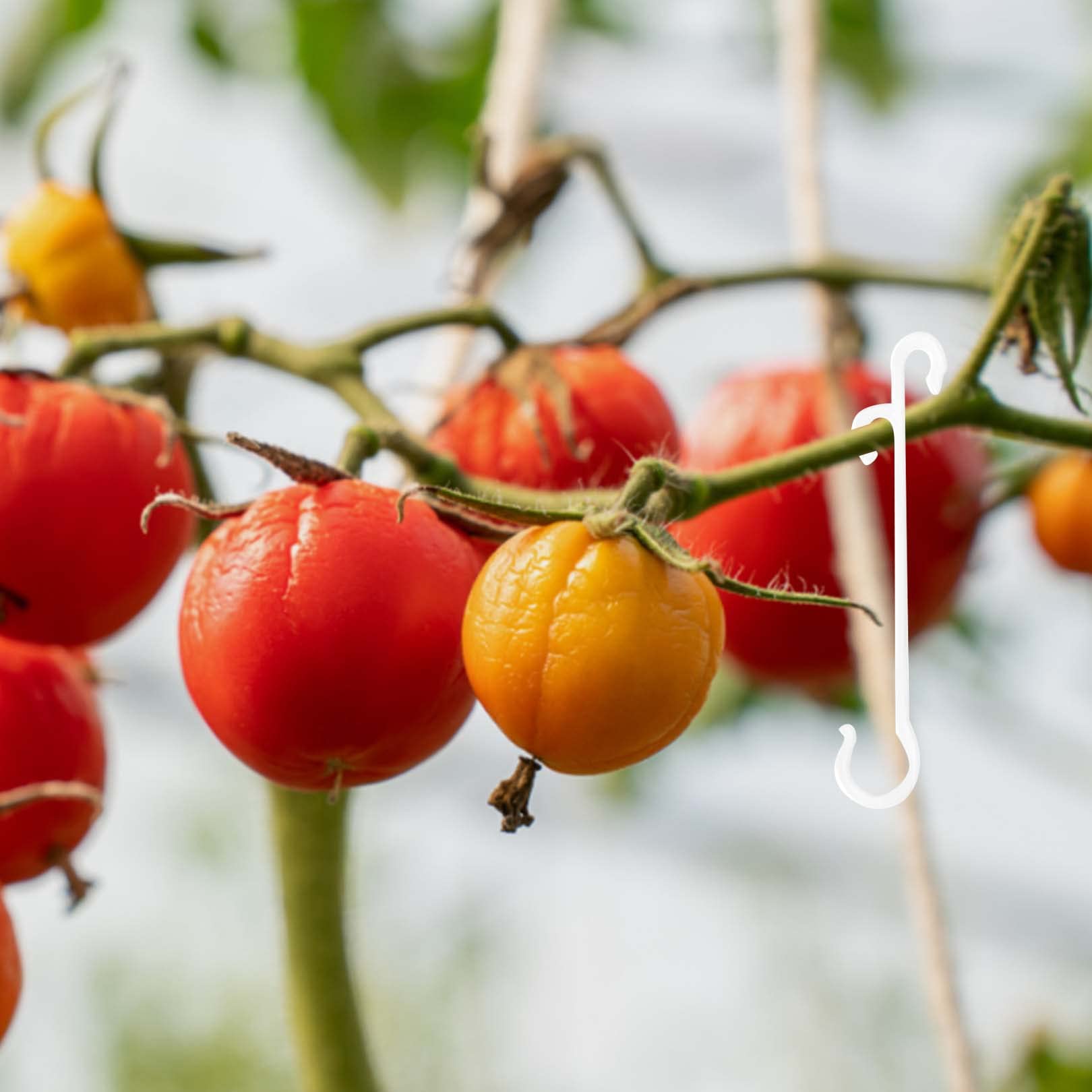 50 Ganci A J Per Pomodori – Supporto Per Piante Riutilizzabile In PP, Per Melanzane E Cetrioli - 2