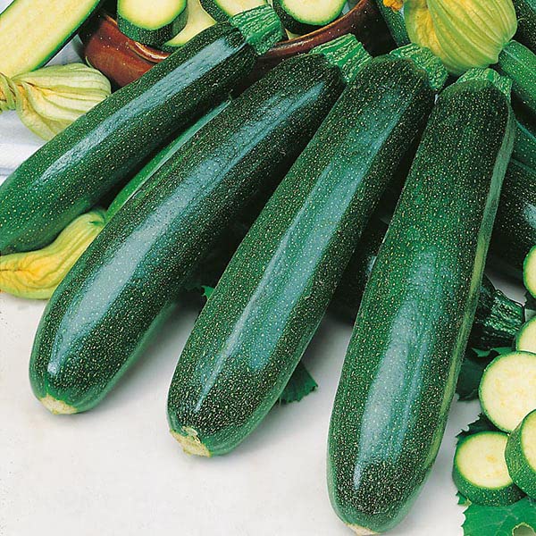 M-Tech GardensM-Tech Gardens New Rare Hybrid Zucchini " Green Titan " Exotic 10 Vegetable Seeds for Growing