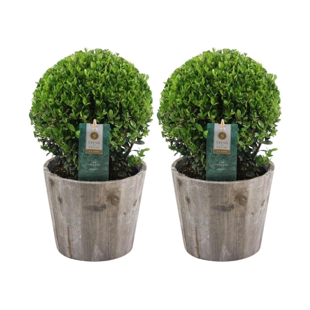 Plants by Frank El | verdadera planta de acebo en forma esférica | 2x bulbo Ilex crenata 'Jenny' en maceta de madera | juego de 2 piezas | 20 cm Ø de diámetro | sustituto de boj | Ilex | plantas de