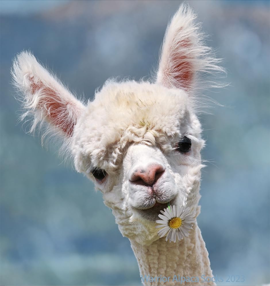 Miniatura 6 de Warrior Alpaca Socks - Todo el día - Todos los días - Forro de rizo - Acolchado - Calcetines multiusos - Unisex