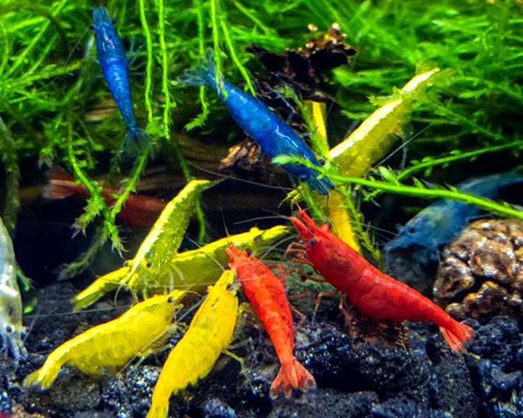Discount Aquatics 10x LIVE RAINBOW SHRIMP ASSORTED COLORS Freshwater Aquarium Neocaridina Heteropoda Live Breeding Colony 1.5cm