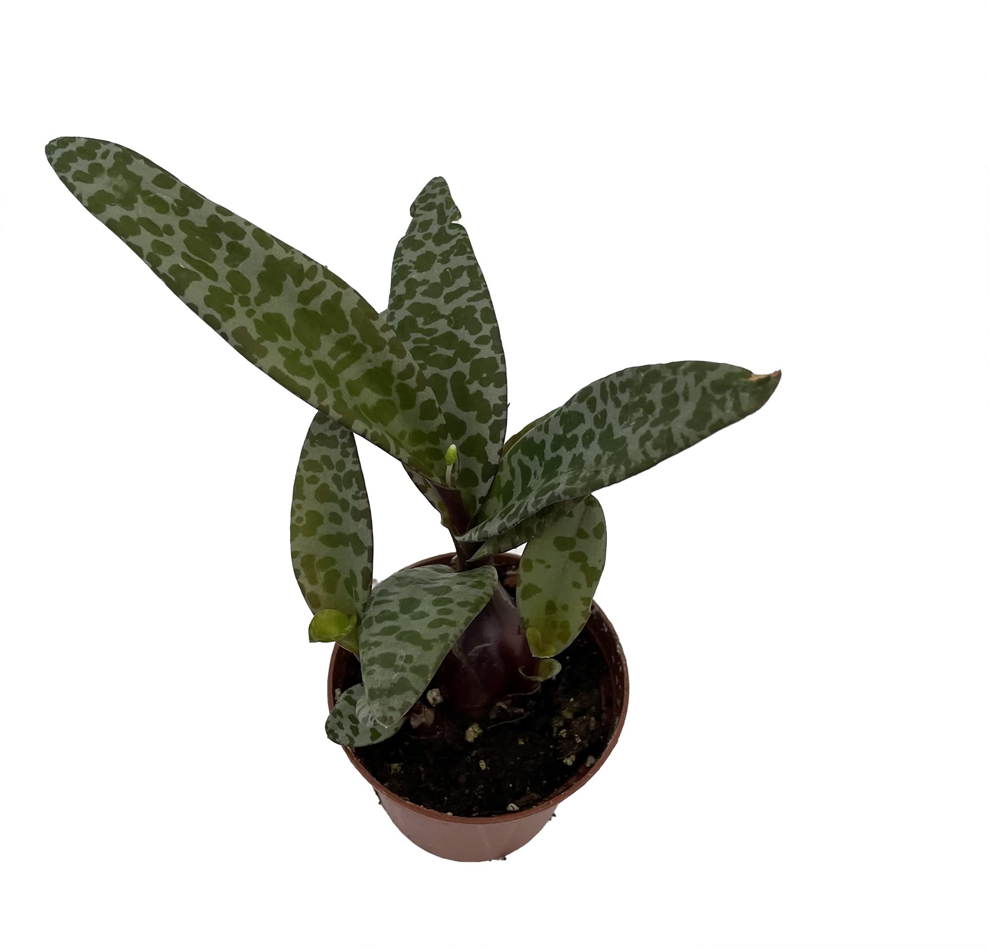 Amazon.com : Leopard Plant - Silver Squill - Scilla violacea - 2.5" Pot -  Easy Houseplant : Patio, Lawn & Garden