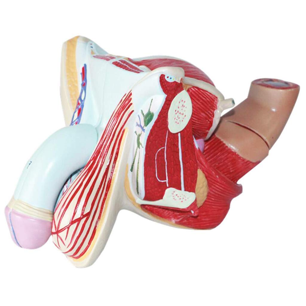 Model anatomiczny Anatomiczny model człowieka Męska reprodukcyjna medyczna pomoc edukacyjna Medyczna pomoc dydaktyczna, modele medyczne i materiały edukacyjne