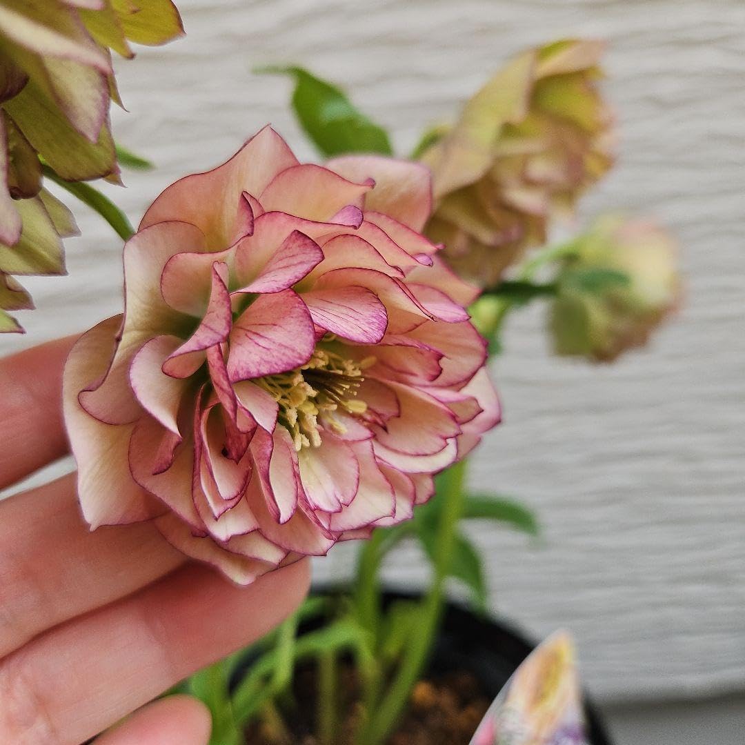 クリスマスローズ オリエンタリス ニューハイブリッド 多弁形 タグ楽天