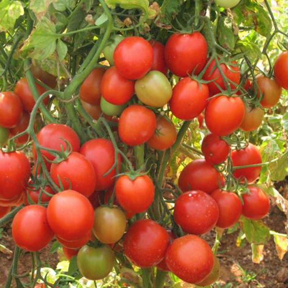 100+ Seeds- Tomato Madanpalle Organic Seeds for Home Gardening - Open Pollinated, Heirloom All Season Vegetable Seeds (B0C9XCR6FC) Amazon Price History, Amazon Price Tracker