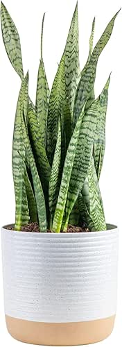 Costa Farms Premium Live Indoor Snake Sansevieria Floor Plant Shipped