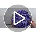 6PCS Large Silk Hydrangea Flowers, 20 In Full Faux Hydrangea Artificial Flowers with Stem Leaves for Fake Huge Bouquet Home Kitchen Wedding Party Wreath Xmas Centerpieces Arrangements (Purple)