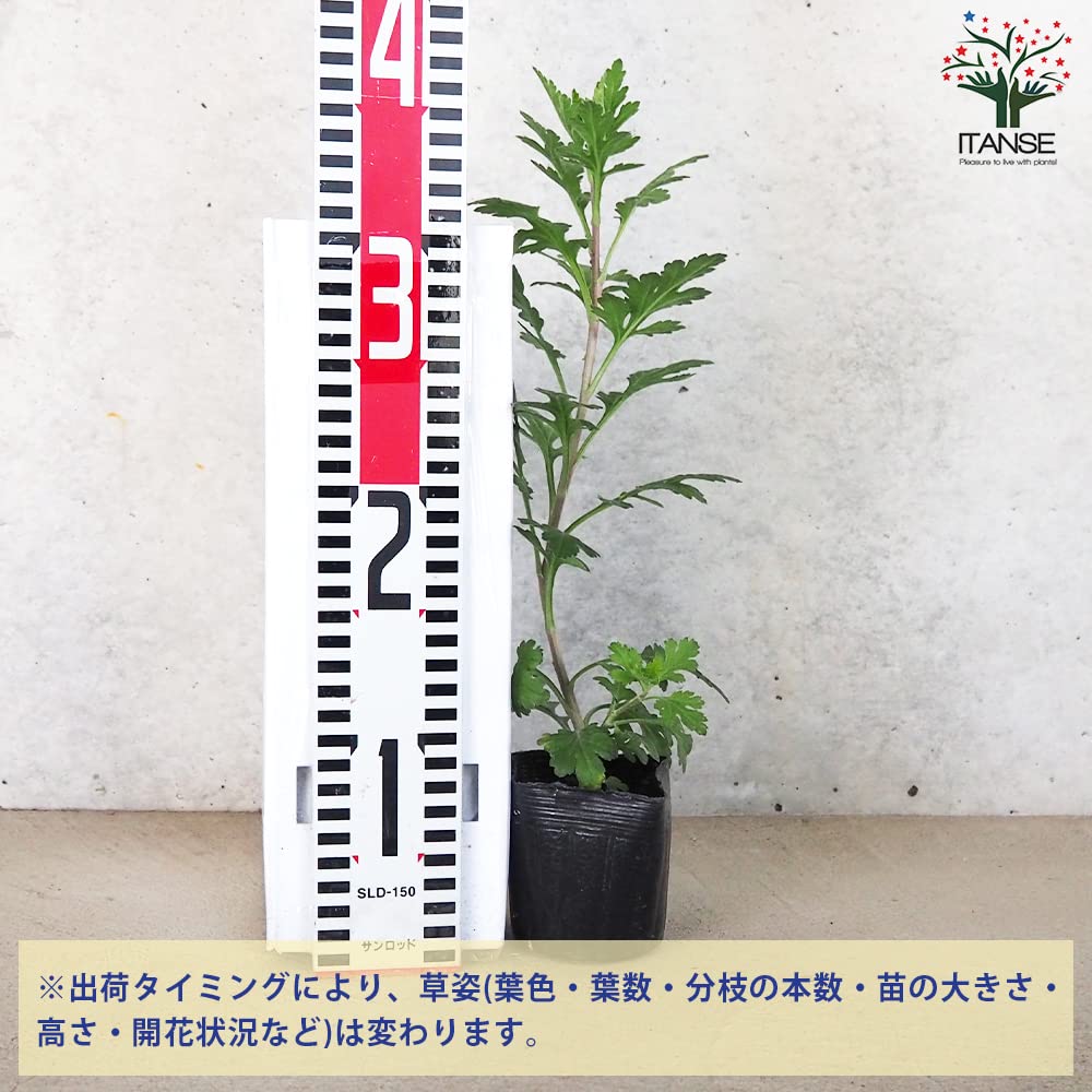 Amazon.co.jp: ITANSE 夏菊 風道 3号ポット 2個セット【品種で