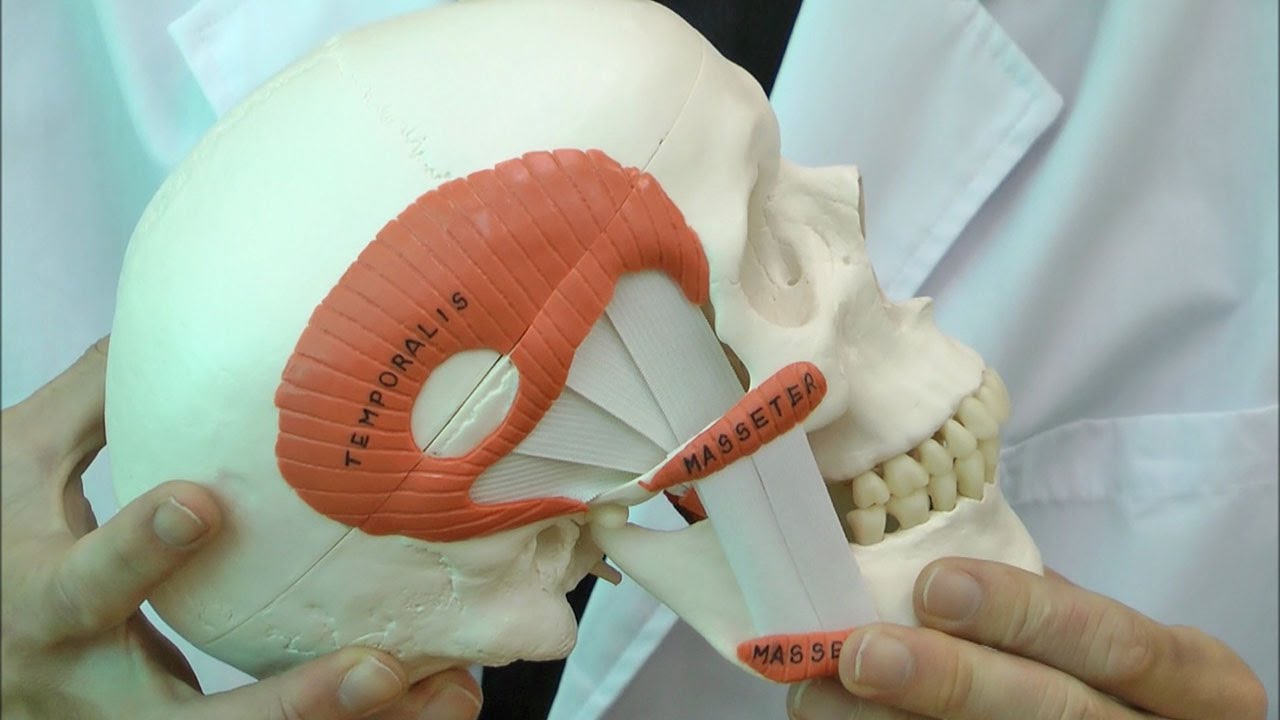 Amazon.co.jp: 咀嚼のあり方や，顎関節症を説明に便利な頭蓋骨模型