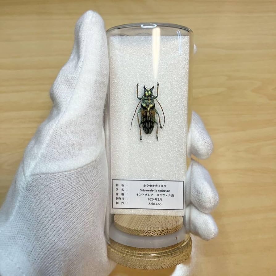 【コエポン】お取り置き品 昆虫標本 Amazon.co.jp: 標本箱無垢材昆虫標本箱蝶標本箱ガラス面