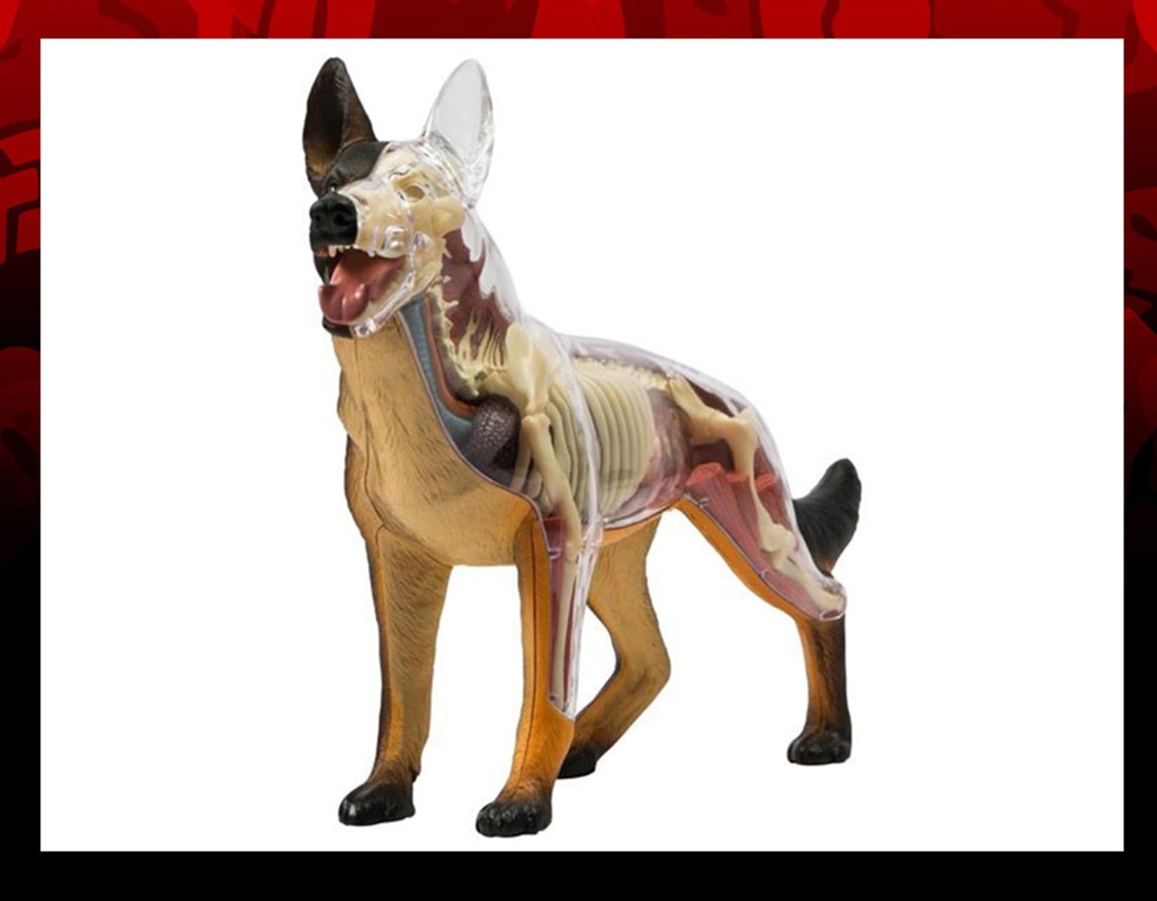 Amazon.com: 4D Master German Shepherd Dog Model Realistic Animal