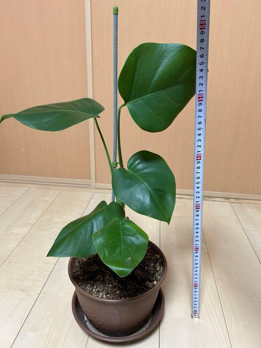人気 観葉植物 モンステラ大型タイプ 高さ58cm抜き苗1株