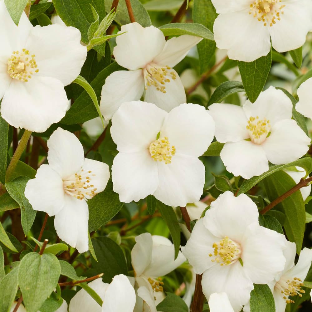 Yougarden White, Green Philadelphus 'Petite Perfume White', 1 X 3L Pot, Mock Orange, Fragrant Hardy Shrub, Ready To Plant
