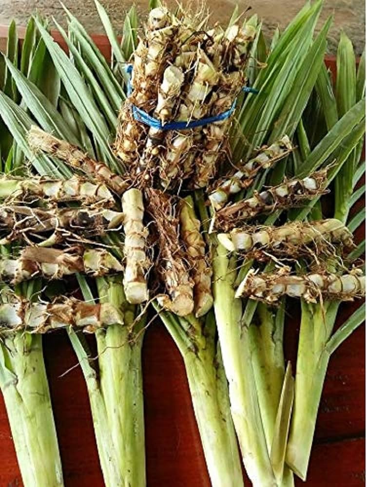 Super Napier Grass Seeds Stick Pack Of 70 (B0CNZDTT5G) Amazon Price History, Amazon Price Tracker