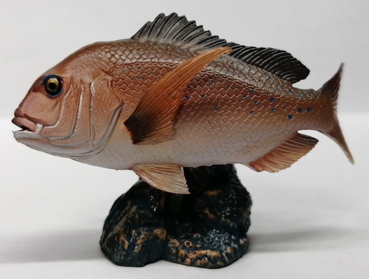 Amazon | マダイ 原色海水魚図鑑 II 海水魚 食用魚 真鯛 鯛 タイ