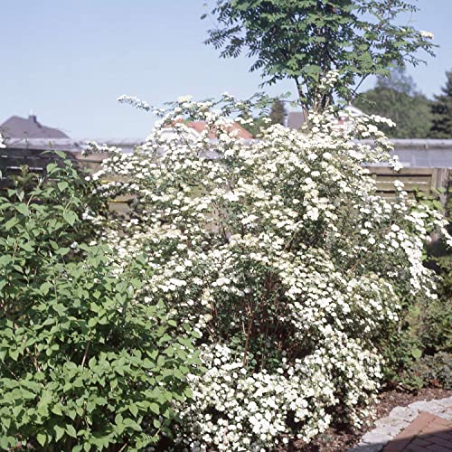 Prachtspiere Spiraea vanhouttei Blütenhecke in reinweiß winterhart mehrjährig Heckenpflanze (Liefergröße: 60-80 cm)