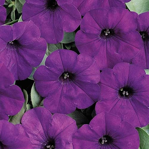 Miniatura 8 de Outsidepride Blue Easy Wave Petunia - Flores de jardín para cestas colgantes, macetas, contenedores, camas, 15 semillas