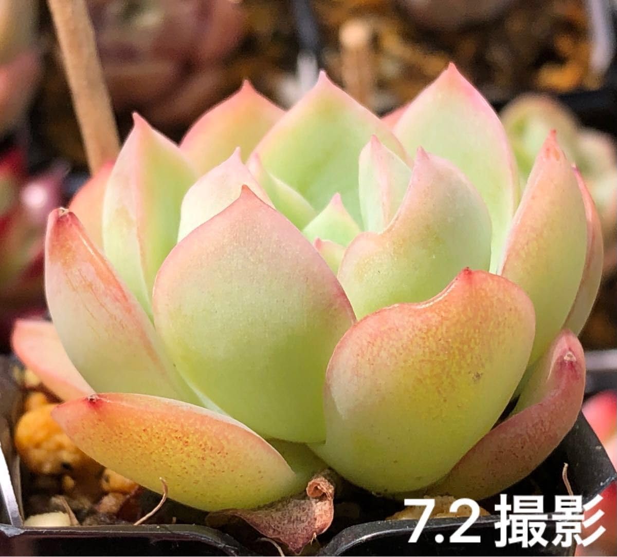 Amazon.co.jp: ストロベリーアイス 抜き苗 エケベリア 多肉植物 : ホビー 