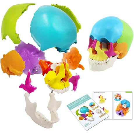 Disarticulated Human Skull Model Life-Size Anatomical Beauchene Skull