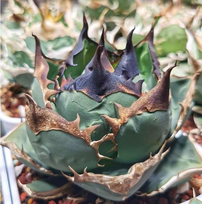 Amazon.co.jp: AC83多肉植物アガベ チタノタ 超 種 黑鯨 強棘 : DIY