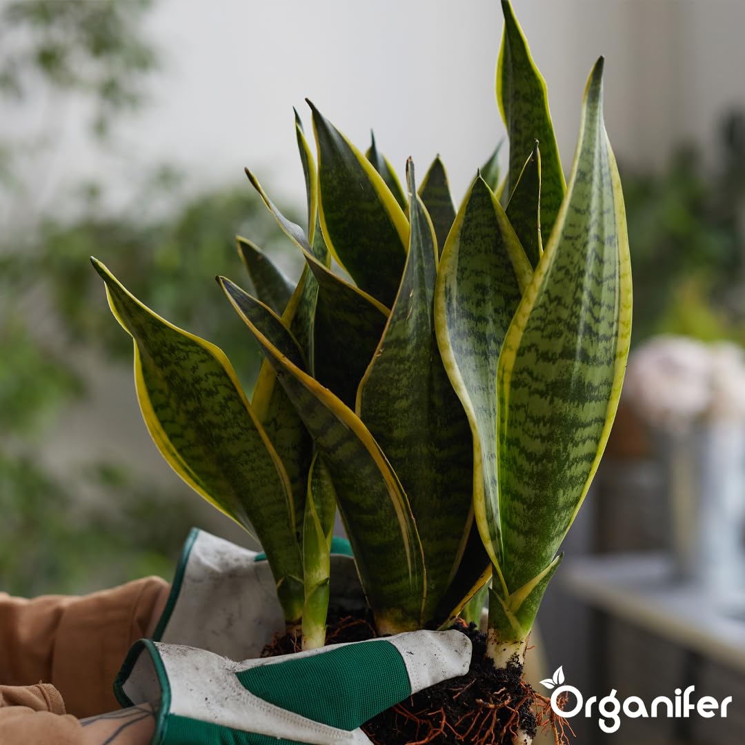 Engrais Liquide pour Sansevieria 1L, Organique, Croissance Rapide et Racines Fortes
