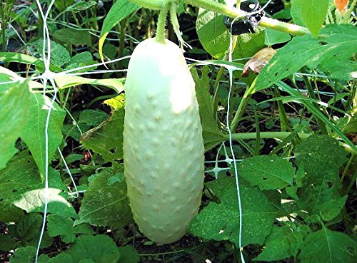 30 White Wonder Sweet Cucumber Seeds, Heirloom Non-GMO, a.k.a. Albino, Ivory King, Jack Frost, Landreths White Slicing, Cucumis sativus, from USA