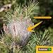 Solabiol SOCOPRO - Trappola per ciniglia processionarie del Pino, Kit Completo con...