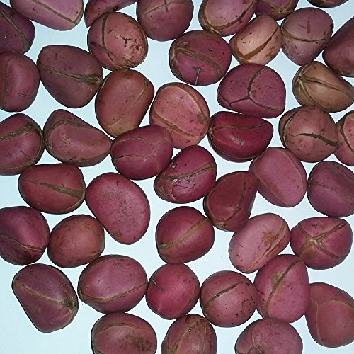 Kola Nut Fresh Crops