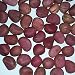 Kola Nut Fresh Crops Two Lobes