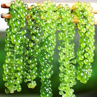 Sea grapes, algae salad, 120g/pack, delicious and refreshing, served with sauce, crispy and low-fat, ready to eat. (3bag)