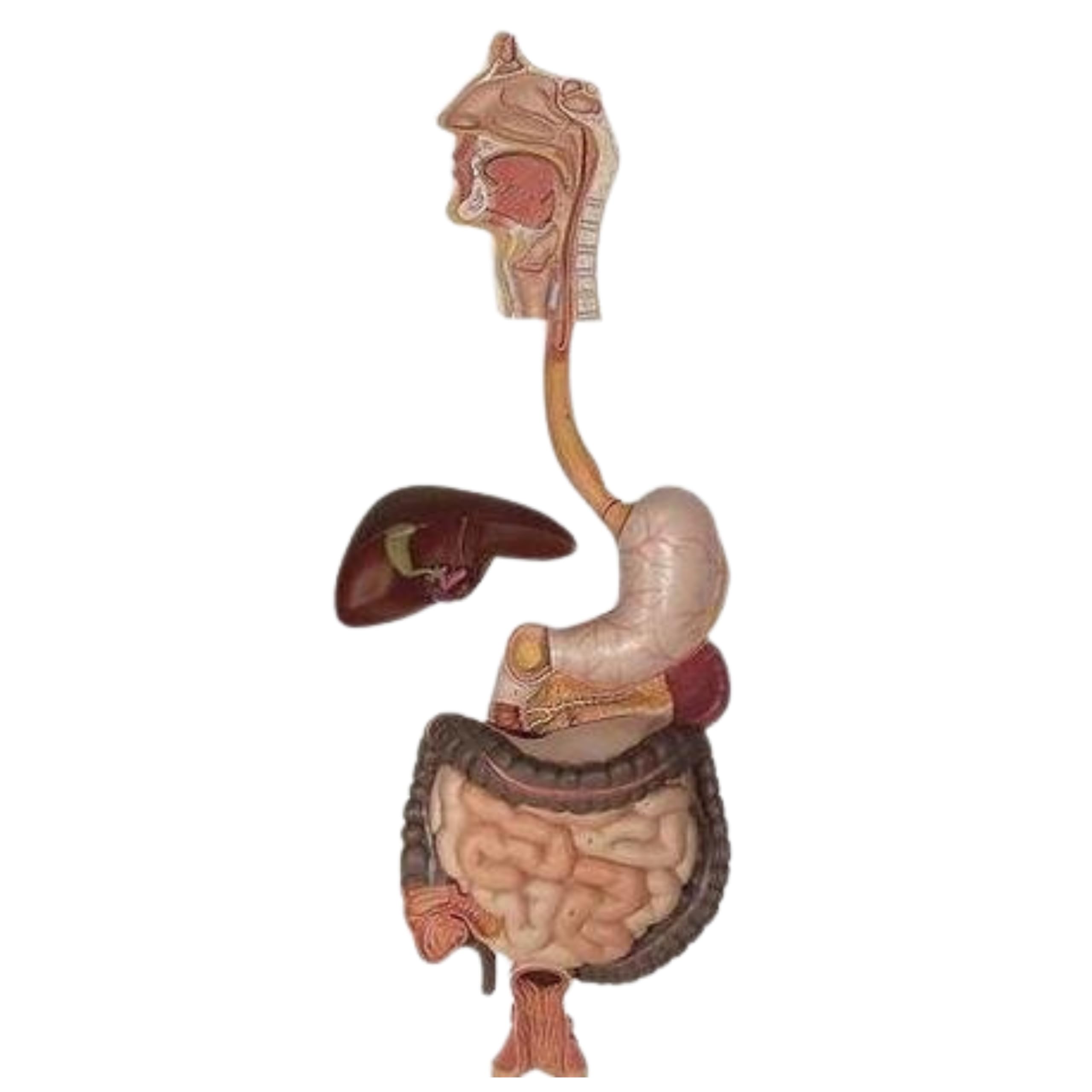 SUNLINE Human Digestive System Anatomical Model – Life-Size 3D Medical Display – Detailed Anatomy of the Alimentary Canal, Stomach-image-43