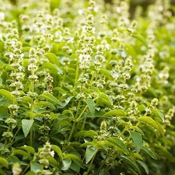 1000 Holy Basil Tulsi Seeds   Ocimum Sanctum   Aromatic Culinary Herb   Tender Perennial & Annual   Free Plant Tag