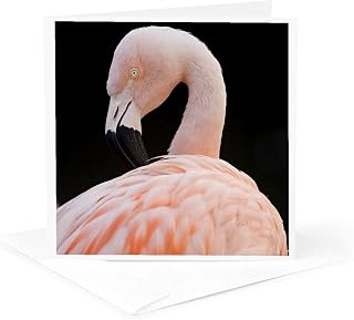 3dRose Greeting Card - Chilean Flamingo, Tropical bird - SA05 DSL0000 - David Slater - Tropical Birds