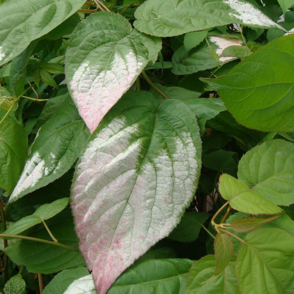 Actinidia Kolomikta - Variegated Climbing Vine with Heart-Shaped Foliage and Fragrant Flowers - 1x 2 Litre Potted Plant by Thompson & Morgan