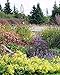 Cool Plants for Cold Climates: A Garden Designer's Perspective