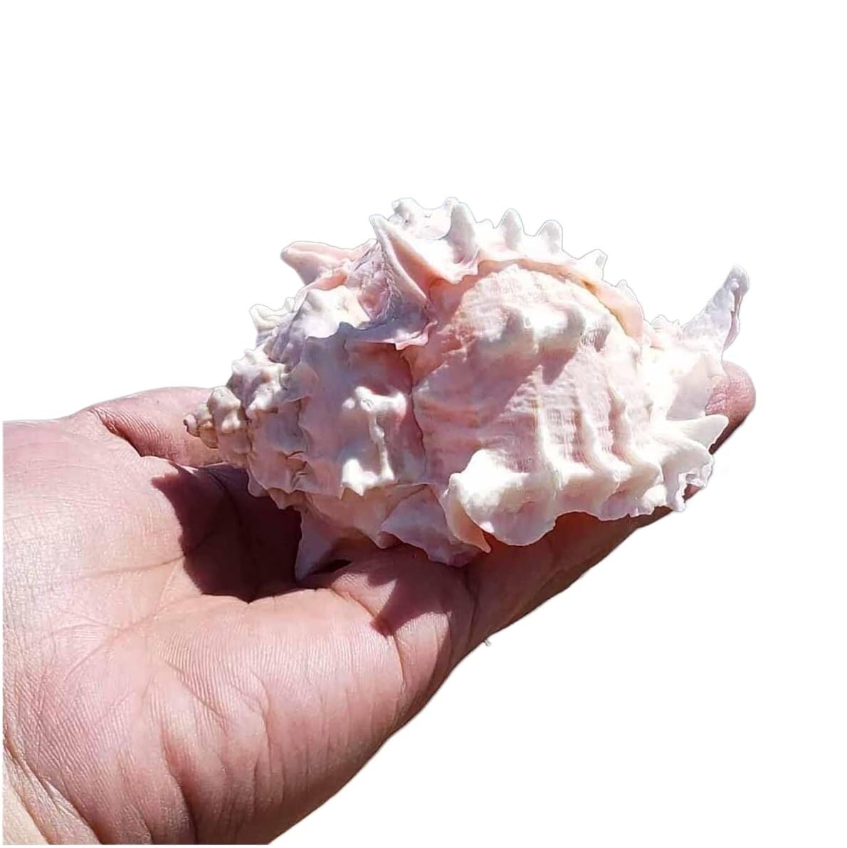 Grands coquillages naturels roses 7-10 cm pour bricolage