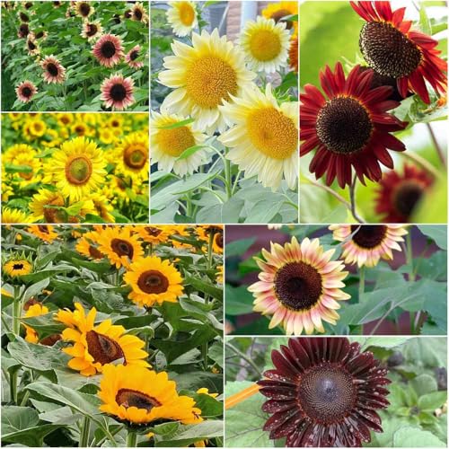 Semillas de girasol perennes resistentes semillas de jardin Decoración para balcón y jardín resistentes al invierno para balcones, jardín 300pcs